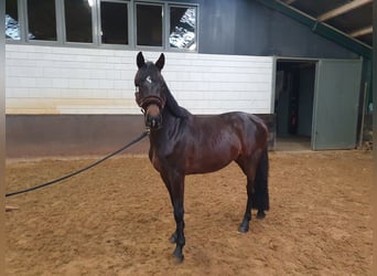 KWPN, Castrone, 5 Anni, 168 cm, Baio scuro