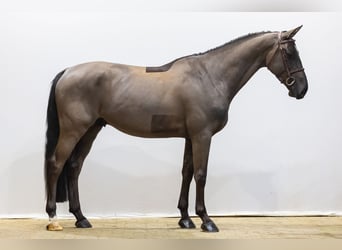 KWPN, Castrone, 5 Anni, 168 cm