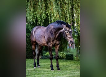 KWPN, Castrone, 5 Anni, 168 cm, Grigio ferro