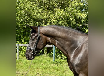 KWPN, Castrone, 5 Anni, 168 cm, Morello
