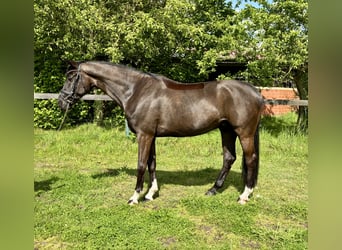 KWPN, Castrone, 5 Anni, 168 cm, Morello