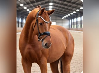 KWPN, Castrone, 5 Anni, 168 cm, Sauro