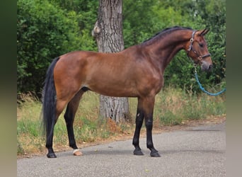 KWPN, Castrone, 5 Anni, 169 cm, Baio