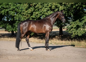 KWPN, Castrone, 5 Anni, 169 cm, Baio