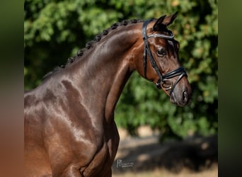 KWPN, Castrone, 5 Anni, 169 cm, Baio