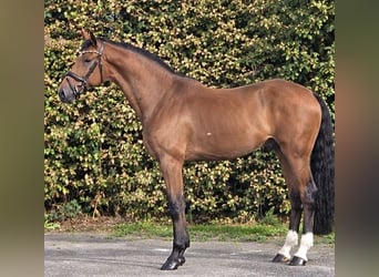 KWPN, Castrone, 5 Anni, 170 cm, Baio