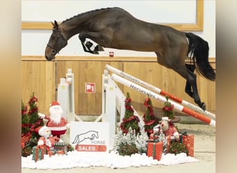 KWPN, Castrone, 5 Anni, 170 cm, Baio