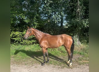 KWPN, Castrone, 5 Anni, 170 cm, Baio