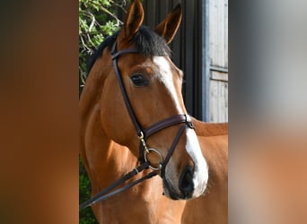 KWPN, Castrone, 5 Anni, 170 cm, Baio