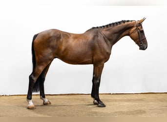 KWPN, Castrone, 5 Anni, 170 cm, Baio