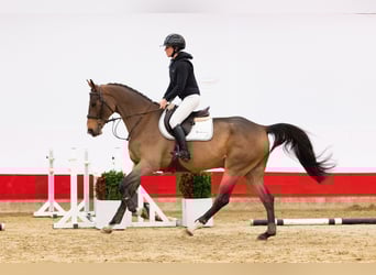 KWPN, Castrone, 5 Anni, 170 cm, Baio