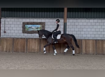 KWPN, Castrone, 5 Anni, 170 cm, Baio scuro