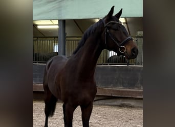 KWPN, Castrone, 5 Anni, 170 cm, Baio scuro