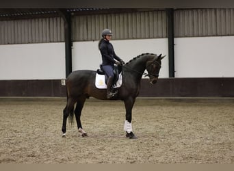 KWPN, Castrone, 5 Anni, 170 cm, Baio scuro