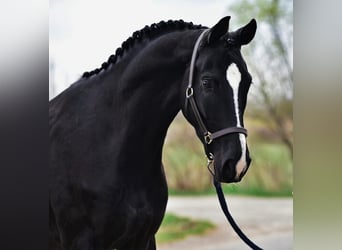 KWPN, Castrone, 5 Anni, 170 cm, Morello