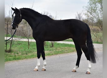 KWPN, Castrone, 5 Anni, 170 cm, Morello