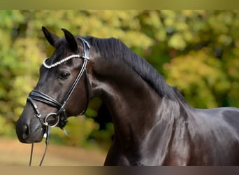 KWPN, Castrone, 5 Anni, 170 cm, Morello