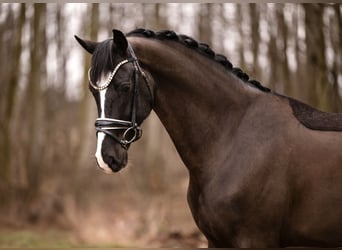 KWPN, Castrone, 5 Anni, 171 cm, Morello