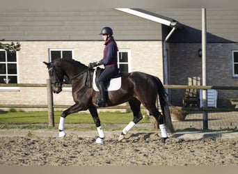 KWPN, Castrone, 5 Anni, 172 cm, Baio