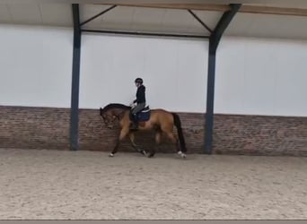 KWPN, Castrone, 5 Anni, 172 cm, Baio