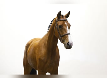 KWPN, Castrone, 5 Anni, 172 cm, Baio