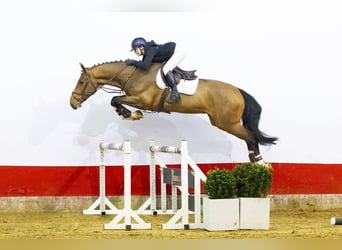 KWPN, Castrone, 5 Anni, 172 cm