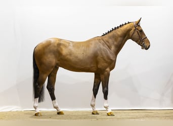 KWPN, Castrone, 5 Anni, 172 cm