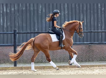 KWPN, Castrone, 5 Anni, 172 cm, Sauro