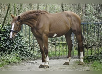 KWPN, Castrone, 5 Anni, 173 cm, Sauro scuro