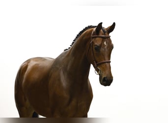 KWPN, Castrone, 5 Anni, 174 cm, Baio