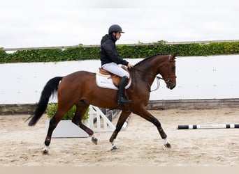 KWPN, Castrone, 5 Anni, 174 cm, Baio