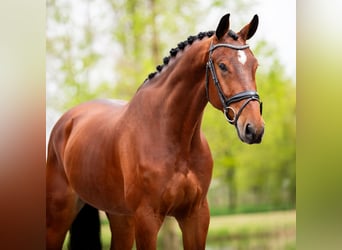 KWPN, Castrone, 5 Anni, 174 cm, Baio ciliegia
