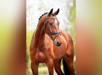 KWPN, Castrone, 5 Anni, 174 cm, Baio ciliegia
