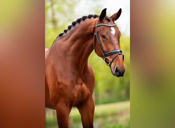 KWPN, Castrone, 5 Anni, 174 cm, Baio ciliegia