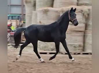 KWPN, Castrone, 5 Anni, 175 cm, Morello
