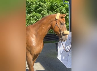 KWPN, Castrone, 5 Anni, 175 cm, Sauro scuro