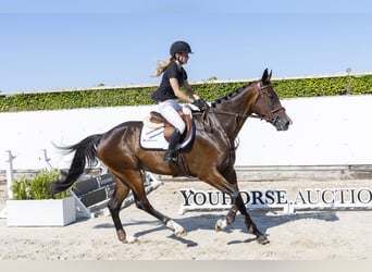 KWPN, Castrone, 5 Anni, 176 cm, Baio scuro
