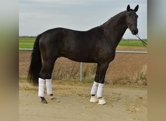 KWPN, Castrone, 5 Anni, 176 cm, Morello