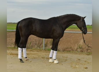 KWPN, Castrone, 5 Anni, 176 cm, Morello