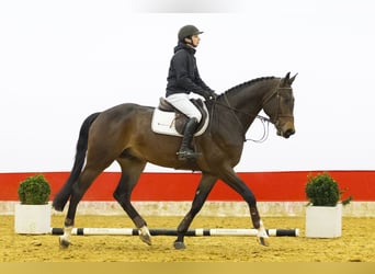 KWPN, Castrone, 5 Anni, 178 cm, Baio