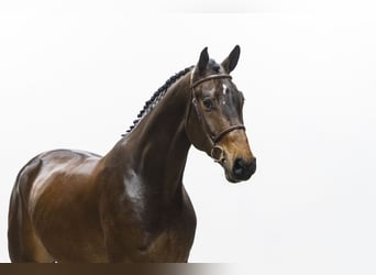 KWPN, Castrone, 5 Anni, 178 cm