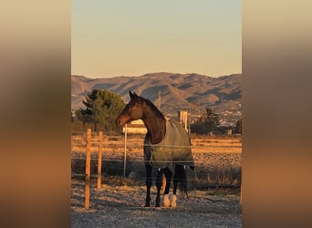 KWPN, Castrone, 5 Anni, 180 cm, Baio scuro