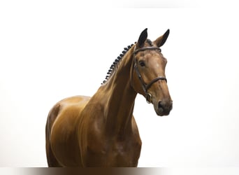 KWPN, Castrone, 5 Anni, 182 cm, Baio