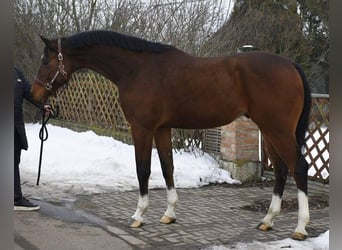 KWPN, Castrone, 5 Anni, Baio scuro