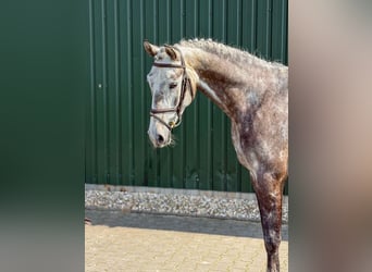 KWPN, Castrone, 5 Anni, Grigio