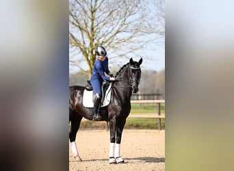 KWPN, Castrone, 5 Anni, Morello