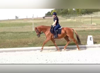 KWPN, Castrone, 6 Anni, 155 cm, Sauro
