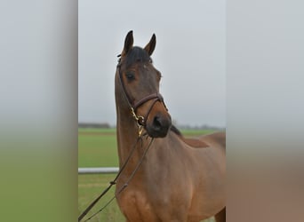 KWPN, Castrone, 6 Anni, 160 cm, Baio