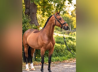 KWPN, Castrone, 6 Anni, 162 cm, Baio
