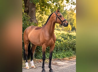 KWPN, Castrone, 6 Anni, 162 cm, Baio